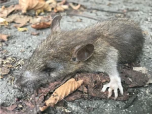 A dead Brown rat with one of its front feet clearly visible