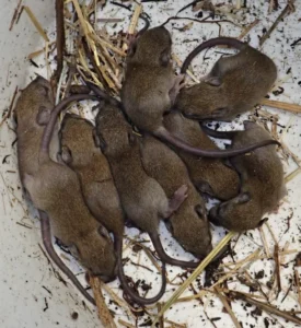 A group of baby brown rats in a bucket