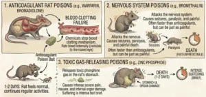An illustration showing how different rat poisons work