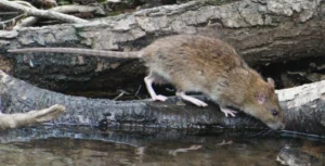 Brown rat drinking water