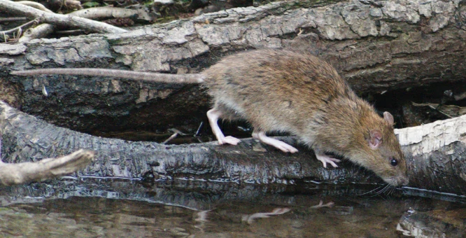 Brown rat drinking water
