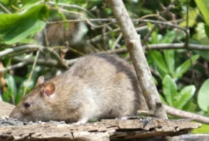 Brown rat eating bird seed 0