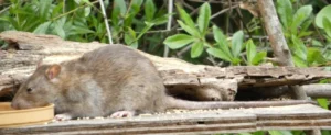 Brown rat eating bird seed 1