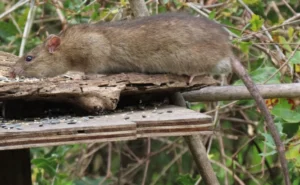 Brown rat eating bird seed