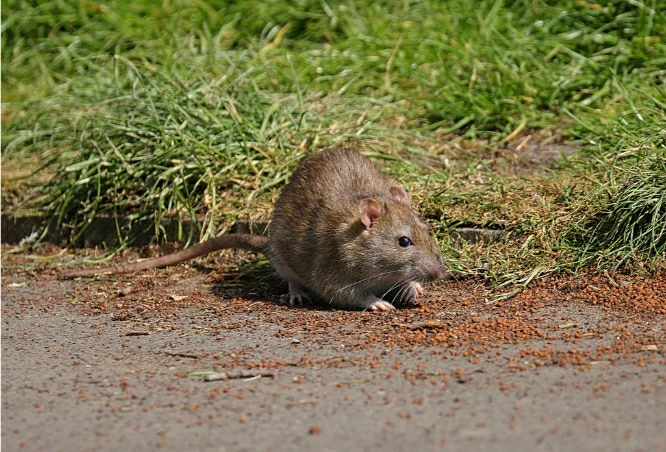 Brown rat eating seed on the ground