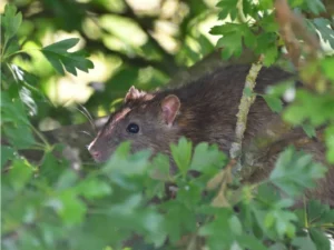 Brown rat hiding in green vegetation