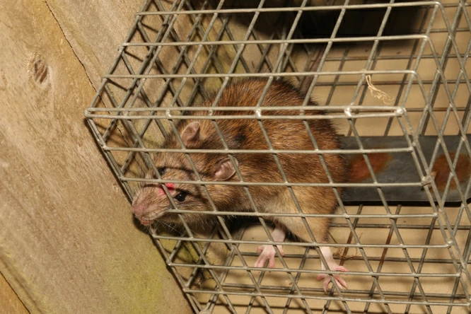 Brown rat in a cage trap 0