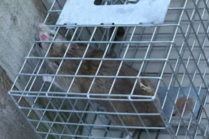 Brown rat in a cage trap 1