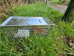 Brown rat in a cage trap 2