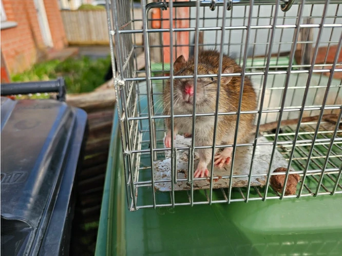 Brown rat in a cage trap 3