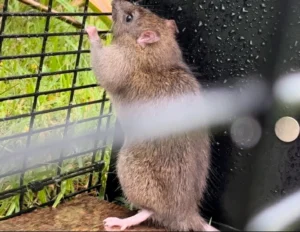 Brown rat in a cage trap