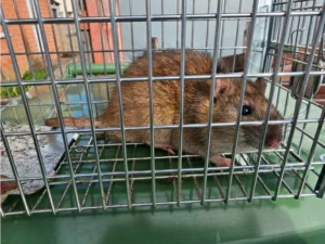 Brown rat in a cage trap 4
