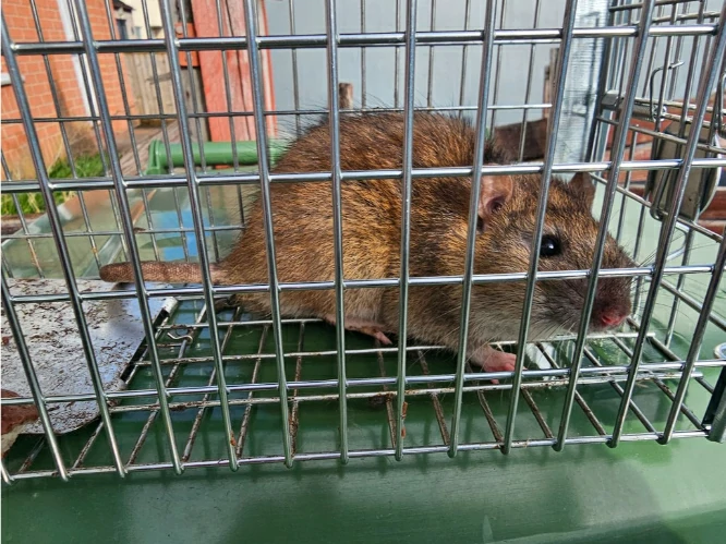 Brown rat in a cage trap 4