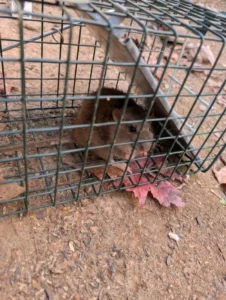 Brown rat in a cage trap on the ground