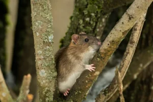 Brown rat in a tree holding onto a branch