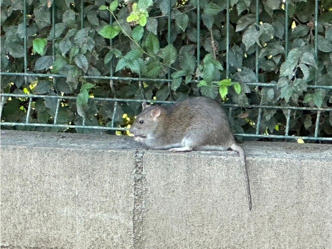 Brown rat next to a fence