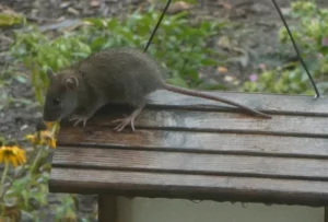 Brown rat on a bench
