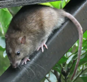 Brown rat on a black metal pole