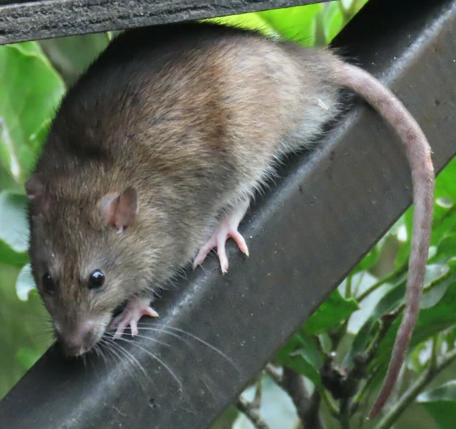 Brown rat on a black metal pole