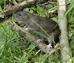 Brown rat on a fallen tree branch in the grass
