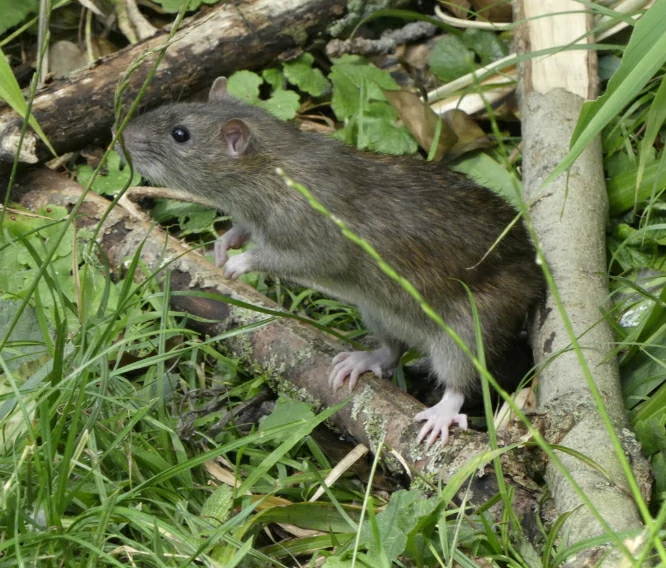 Brown rat on a fallen tree branch in the grass