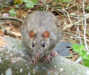 Brown rat on a tree trunk on the ground 1