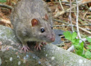Brown rat on a tree trunk on the ground