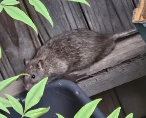 Brown rat on a wooden fence