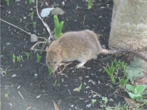 Brown rat on black ground