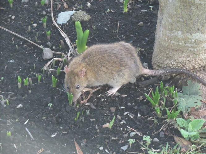 Brown rat on black ground