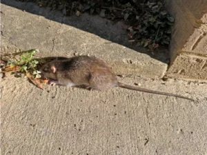 Brown rat on concrete floor 0