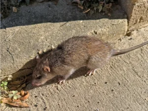 Brown rat on concrete floor