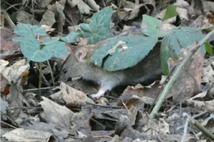 Brown rat on forest floor with lots of dead leaves 0