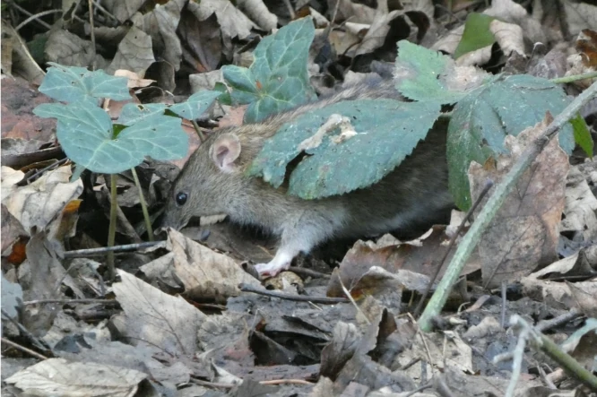 Brown rat on forest floor with lots of dead leaves 0