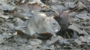 Brown rat on forest floor with lots of dead leaves 2