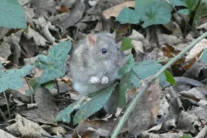 Brown rat on forest floor with lots of dead leaves