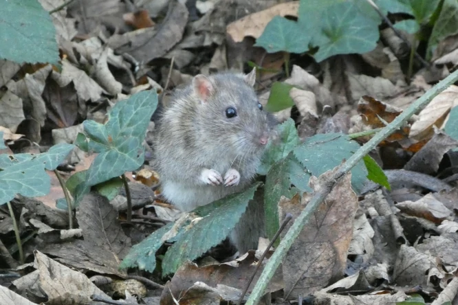 Brown rat on forest floor with lots of dead leaves