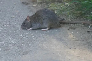 Brown rat on the ground