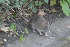Brown rat on the ground coming out of vegetation