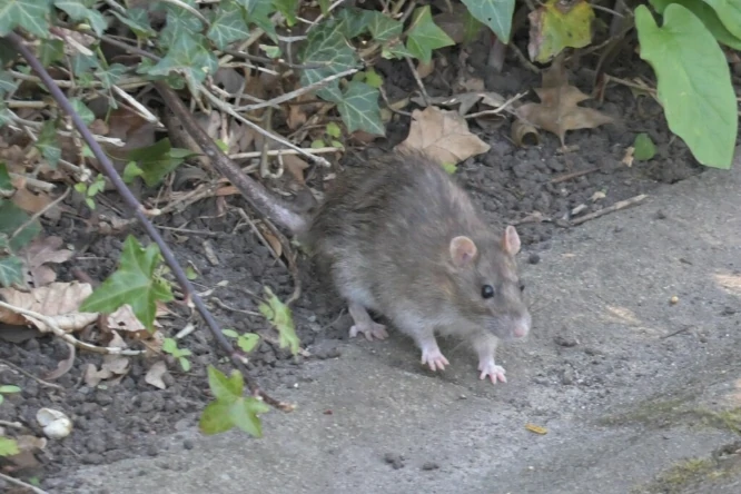 Brown rat on the ground coming out of vegetation