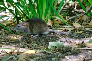 Brown rat on the ground next to vegetation