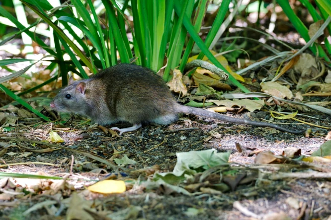 Brown rat on the ground next to vegetation