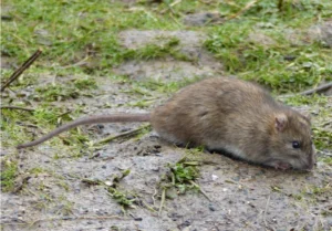 Brown rat on wet ground with lots of grass