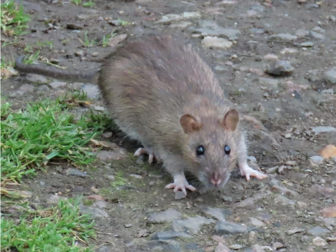 Brown rat on wet ground with vegetation 0