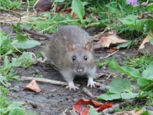 Brown rat on wet ground with vegetation