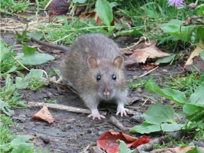 Brown rat on wet ground with vegetation