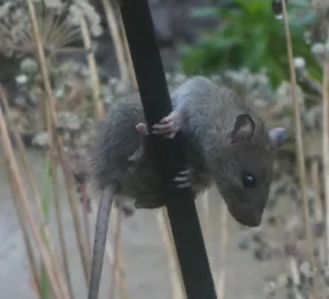 Brown rat perched on a pole