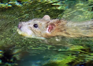 Brown rat swimming with its head above water