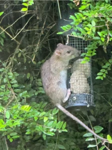 Brown rat trying to eat from a bird feeder