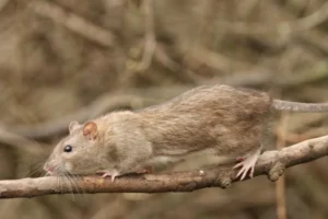 Brown rat walking on a tree branch